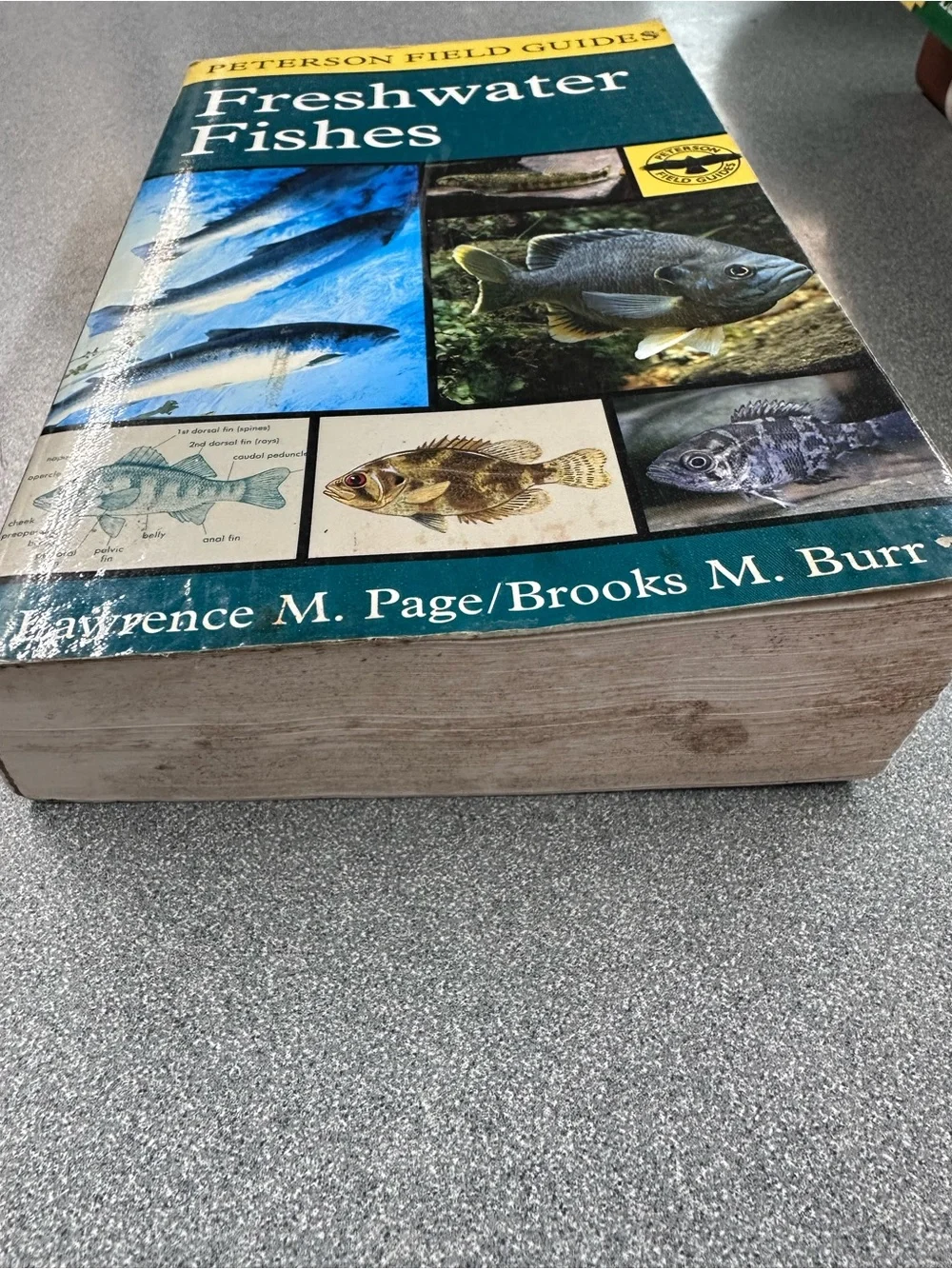 Freshwater Fishes Informational Book